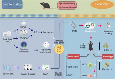 Combination of single-cell and bulk RNA seq reveals the immune infiltration landscape and targeted therapeutic drugs in spinal cord injury